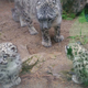 Illustration for article titled Friday Floof - Lions and Snow Leopards!
